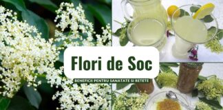 Flori de Soc – Beneficii pentru Sanatate si Retete Flori de Soc - Beneficii pentru Sanatate si Retete
