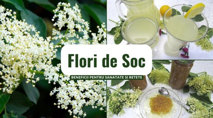 Flori de Soc – Beneficii pentru Sanatate si Retete Flori de Soc - Beneficii pentru Sanatate si Retete