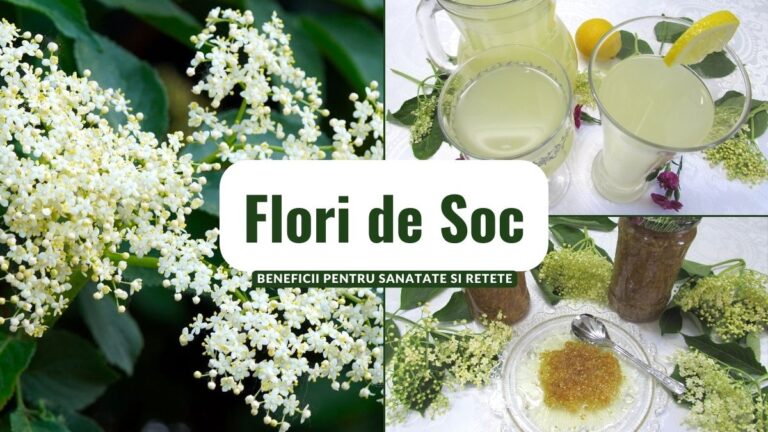 Flori de Soc - Beneficii pentru Sanatate si Retete