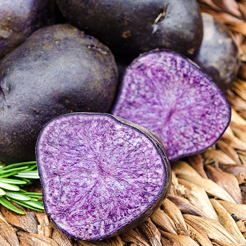 Cartofi mov Purple Majesty